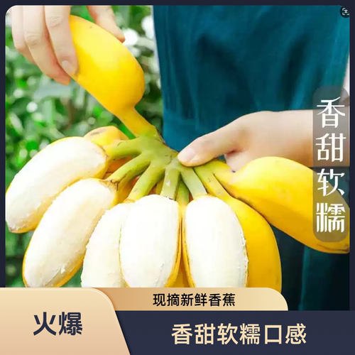 广西苹果蕉香甜软糯自然熟