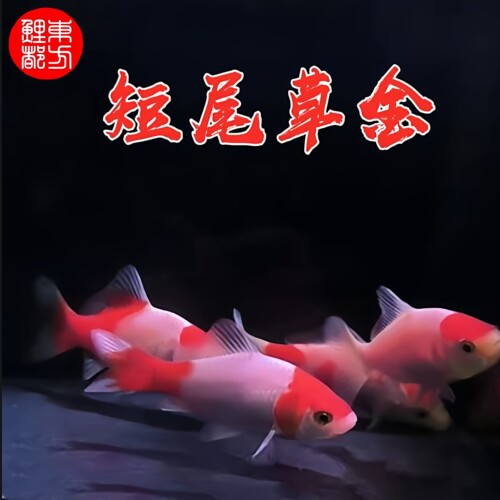 短尾草金鱼活体冷水观赏鱼