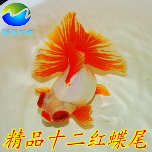 精品正宗十二红蝶尾金鱼活体龙睛蝶尾淡水鱼冷水鱼稀有特色观赏鱼