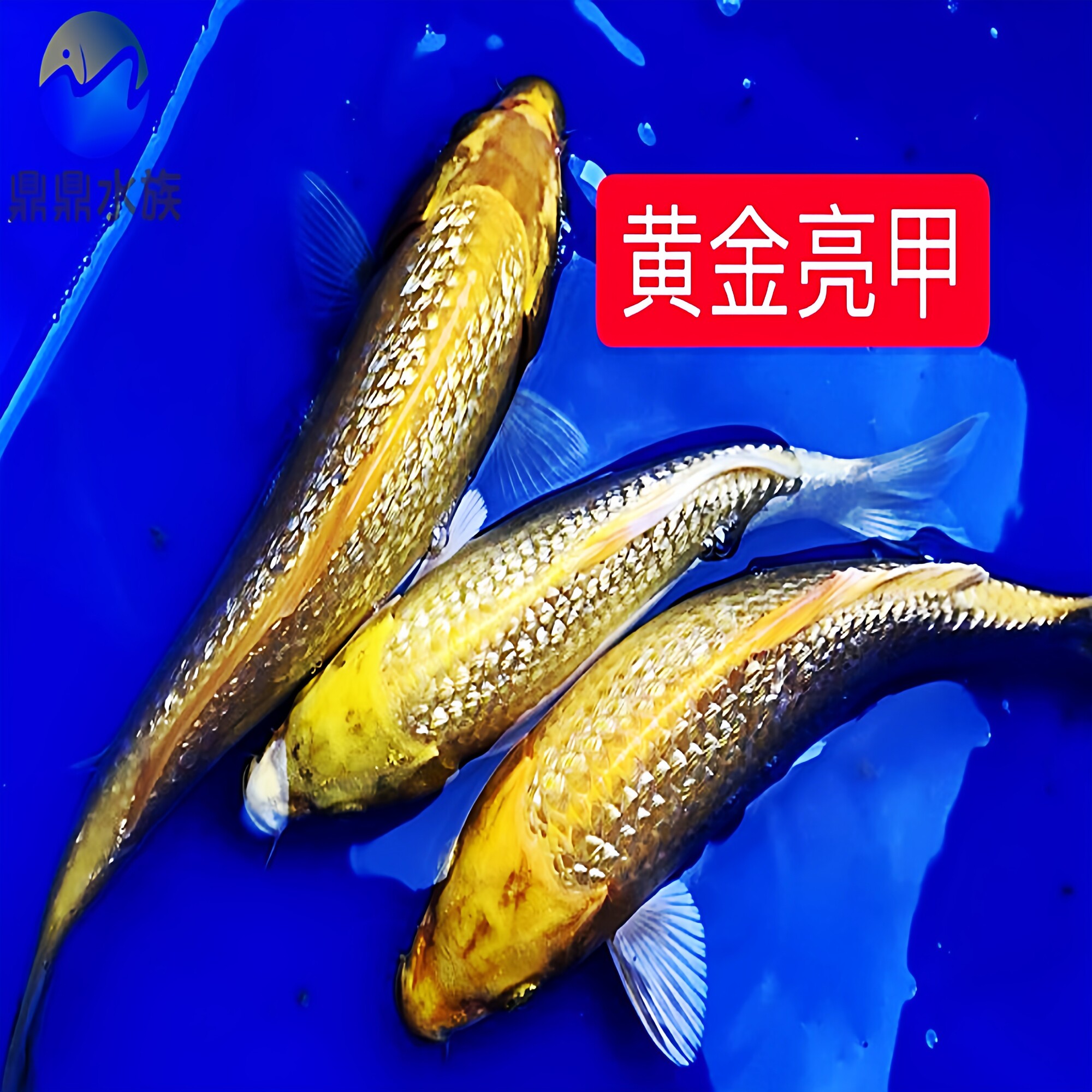 锦鲤纯种日本活体锦鲤鱼