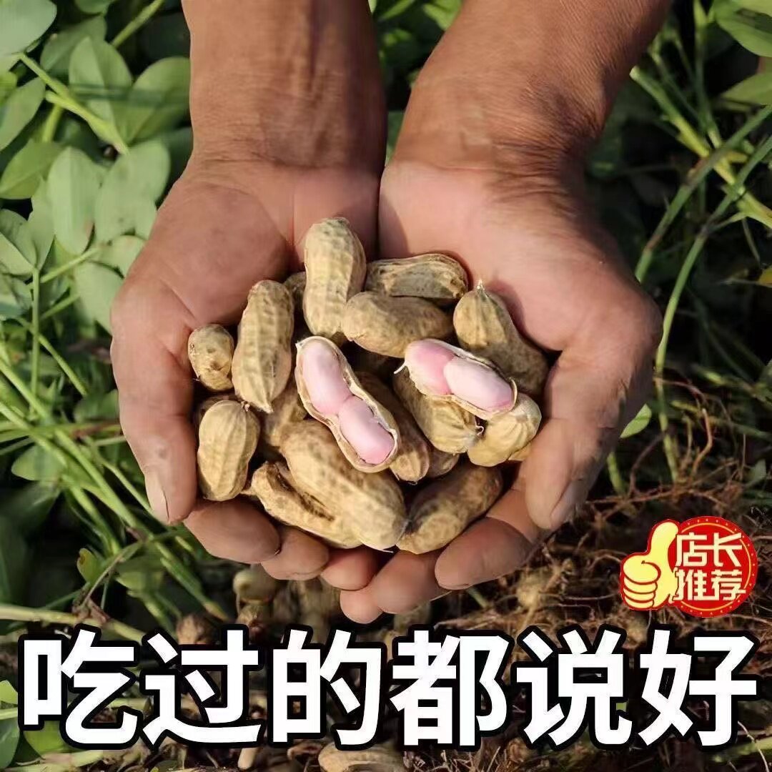 当季新鲜现挖花生26年新货