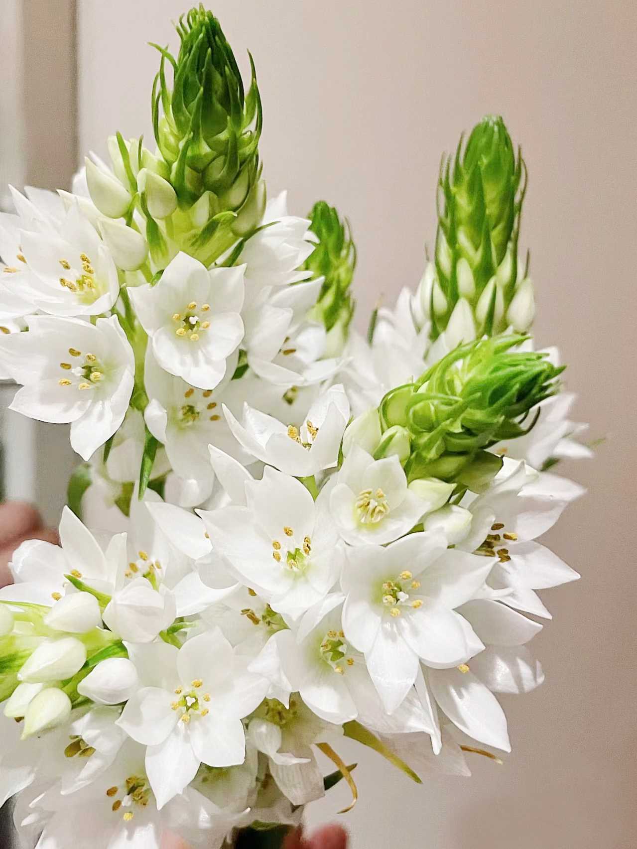 花夫人雀梅鲜花圣心百合云南昆明鲜花直发基地鲜花办公室客厅水养