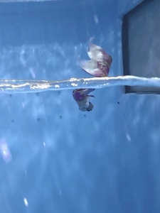 水母克星 水下O形气泡 儿童潜水玩具 训练闭气 手工海豚圈圈 组装