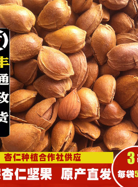 新货开口杏核小白坚果散装