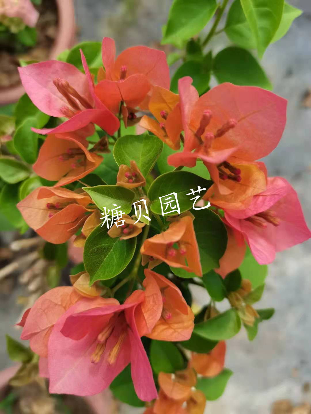 【糖贝园艺】 宝老橙三角梅  橙粉色  勤花品种 扦插苗 带盆栽好