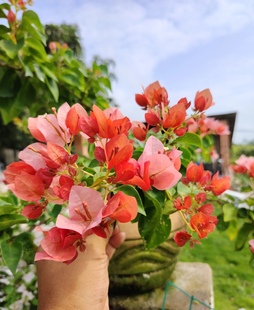 【糖贝园艺】日落三角梅 暗斑叶 勤花 原生中苗 整高40-50扦插苗