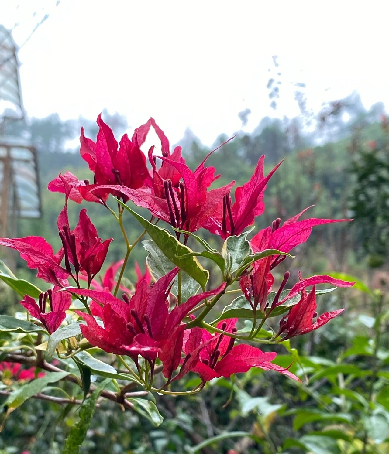 【糖贝园艺】红蝶三角梅 金边三角梅  花叶红蝶三角梅 扦插苗