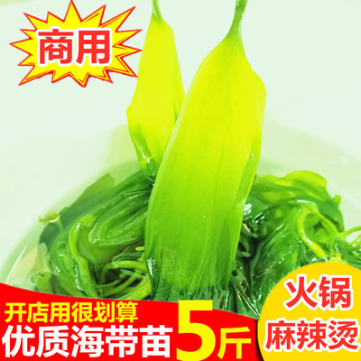 海带苗新鲜火锅食材凉拌菜海带芽