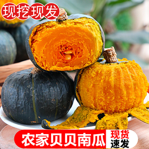 新鲜农家贝贝南瓜板栗味小南瓜粉糯香甜宝宝辅食栗面老瓜产地包邮