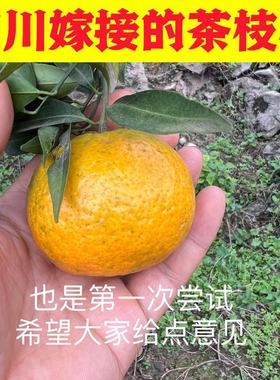 四川嫁接的茶枝柑欢迎大家来试试