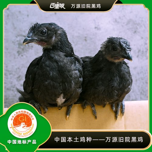 【旧院青年鸡】【130日龄】【京东包邮包活到家】土鸡苗2斤-2.5斤