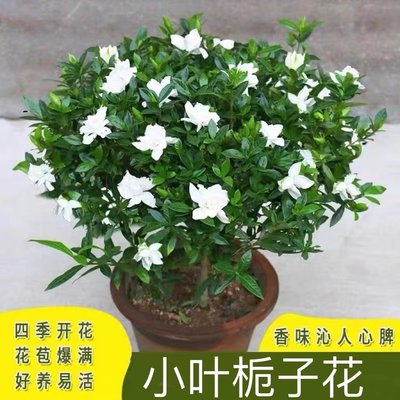 带花苞雀舌栀子花开花浓香