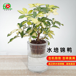 纯水培锦叶鸭脚木来财八方木水培植物室内好养水培绿植