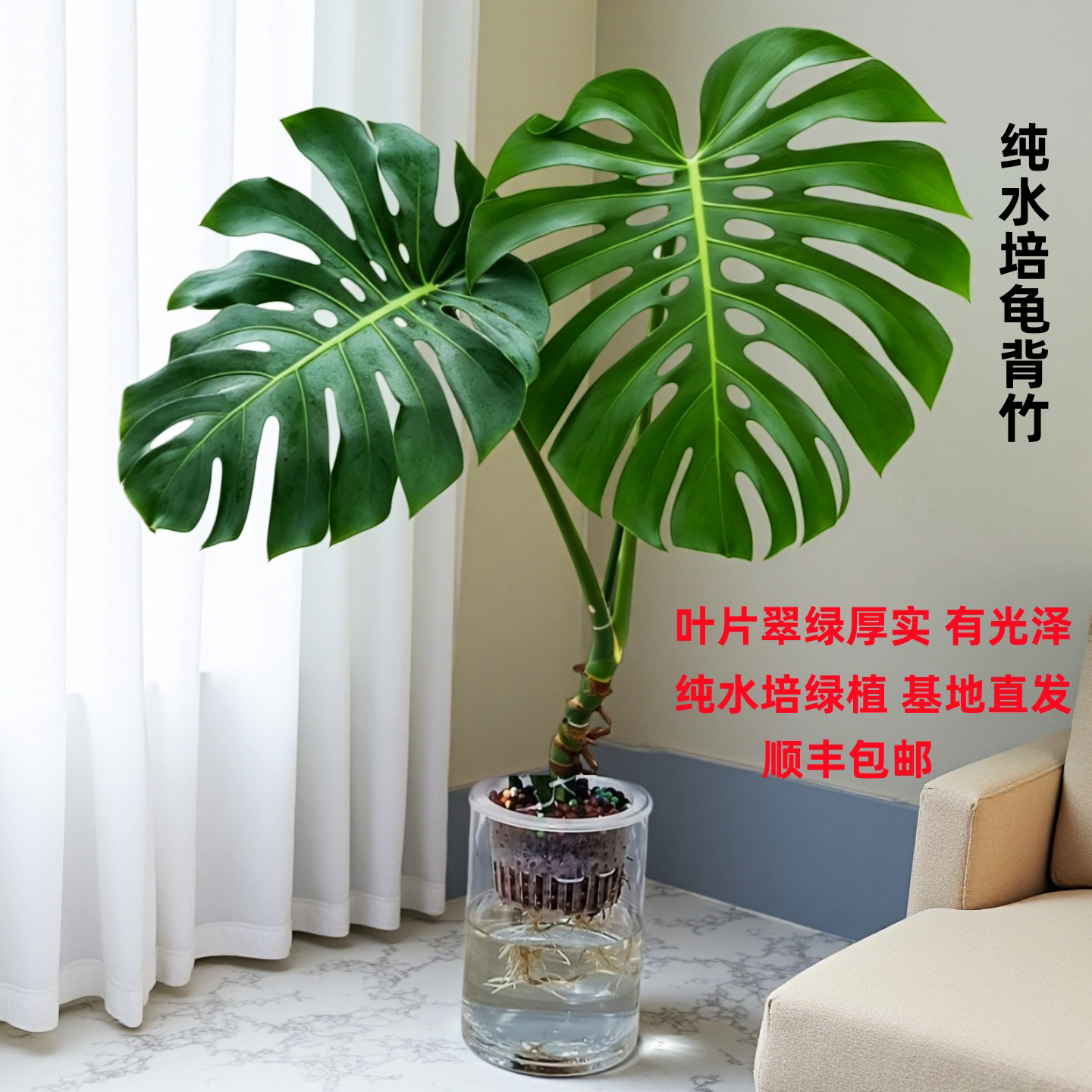 老桩龟背竹室内净化空气好养干净图片