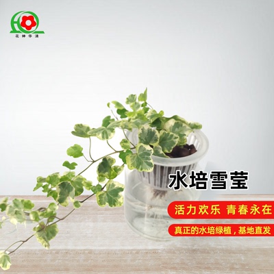 纯水培雪莹常春藤室内好养