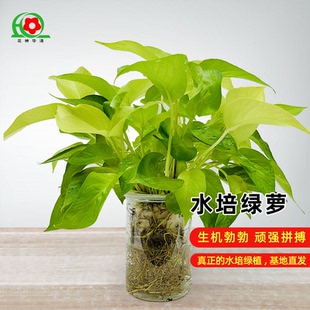 纯水培黄金花叶绿萝室内盆栽客厅植物美观好养净化空气