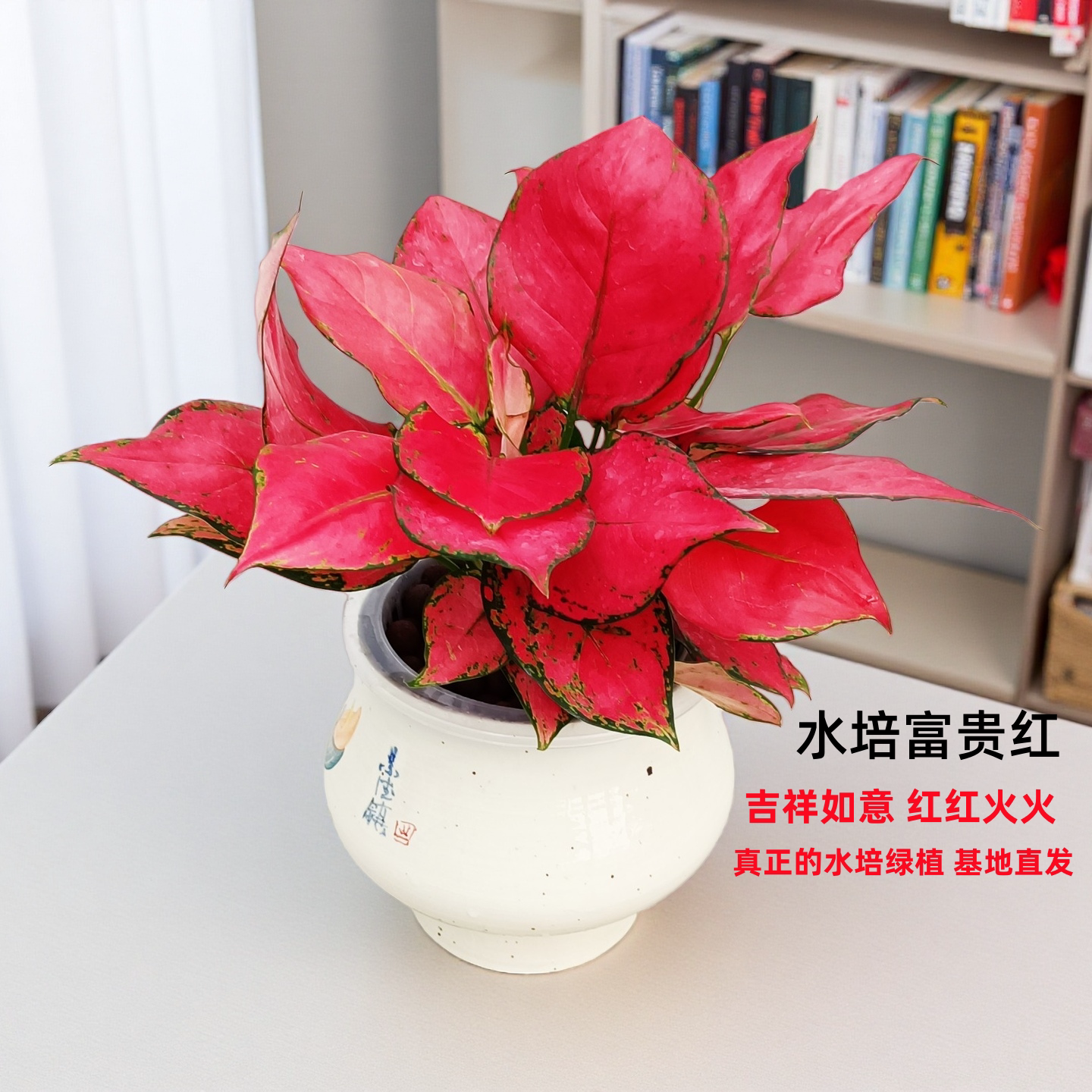 华清花卉 水培富贵红吉利红水培植物花卉盆栽室内好养绿植