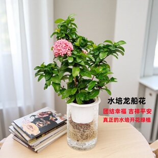 华清花卉水培龙船花水培植物开花植物花卉 盆栽