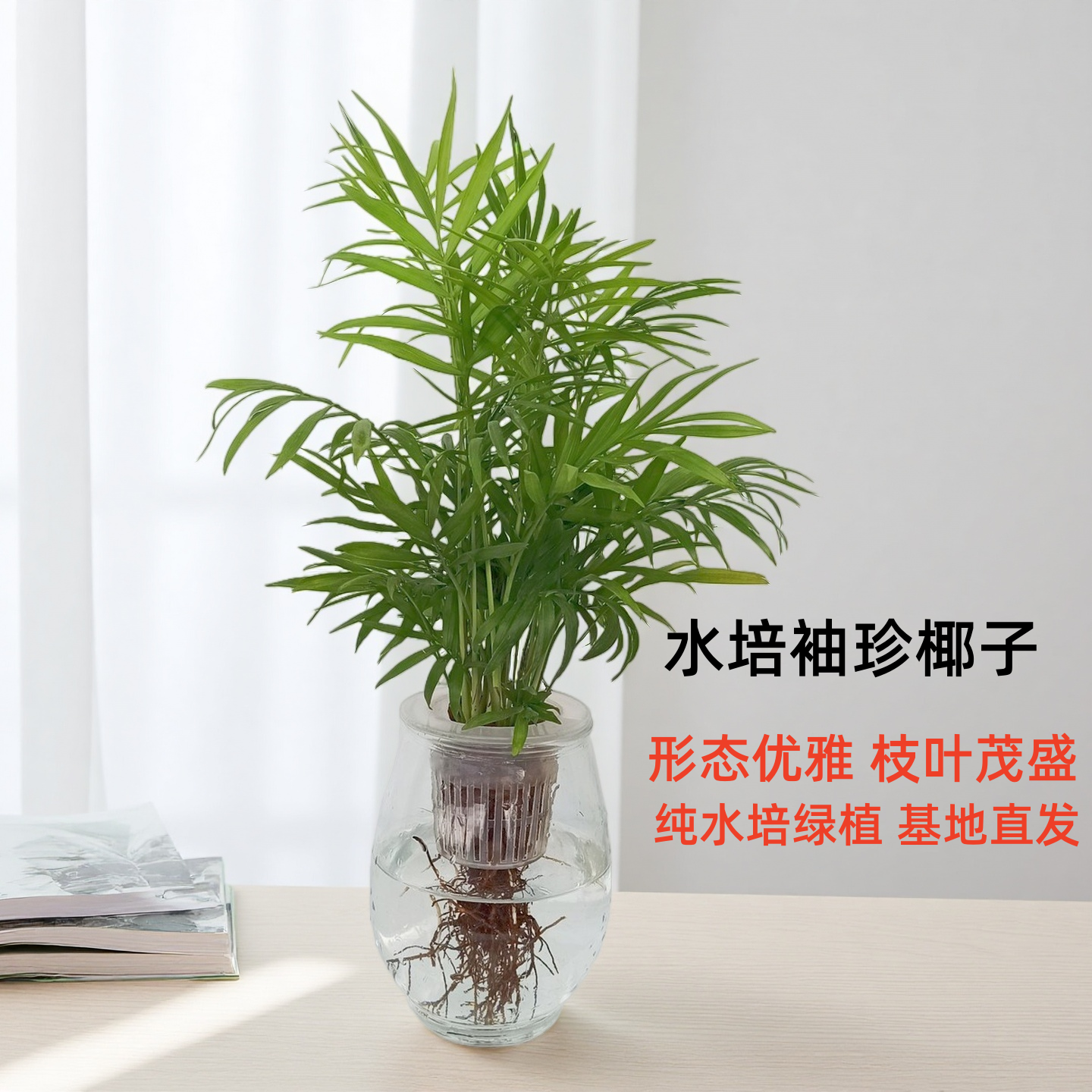 华清花卉 水培袖珍椰子居家办公净化空气