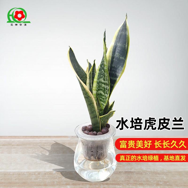 华清花卉 水培虎皮兰水培花卉绿植盆栽室内小盆栽