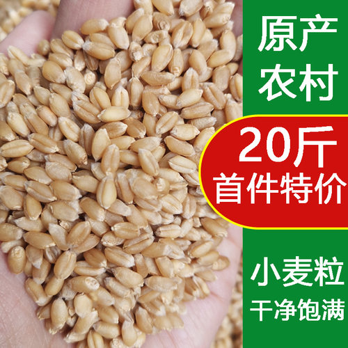 小麦粒带皮种子食用榨汁喂鸡鸭鸟食鸽饲料20斤打窝钓鱼饵芽糖苗草