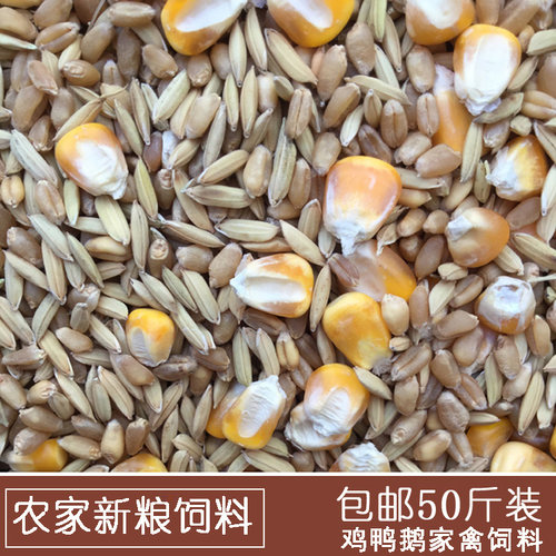 农家稻谷小麦鸡鸭打窝包邮鸽粮