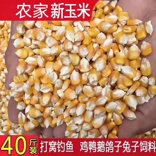 喂鸡鸭鹅干玉米粒打窝钓鱼
