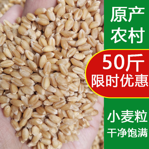 小麦粒农家鸽子饲料50斤食用
