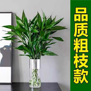 富贵竹水培植物花卉绿植室内盆栽绿萝水养观音之带根竹 粗枝款