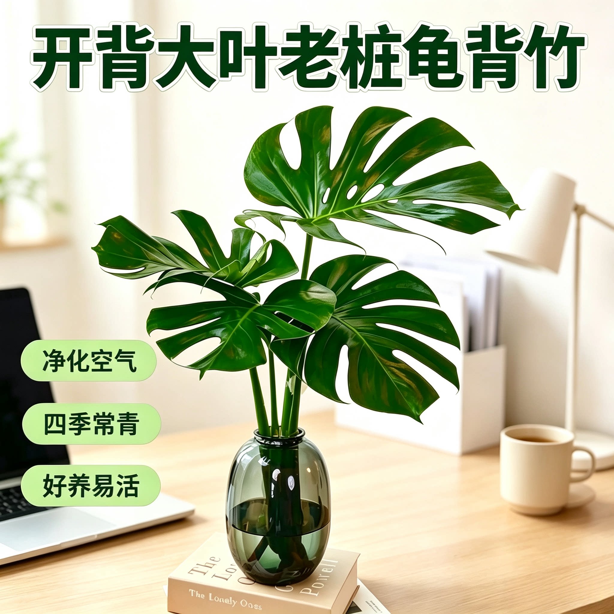 四季常青室内净化空气图片