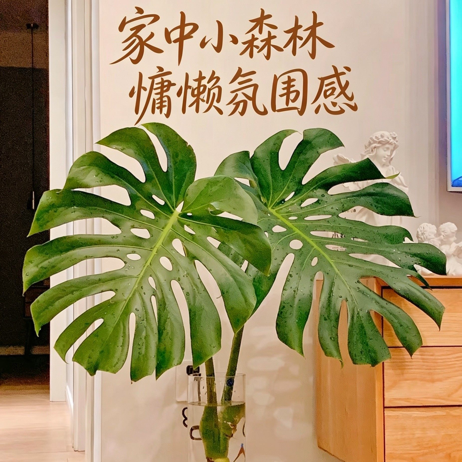 龟背竹水培绿植高颜值低维护海南基地老桩水培带根开背老桩净化空图片