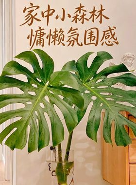 水培绿植高颜值低维护海南基地老桩龟背竹水培带根开背老桩净化空