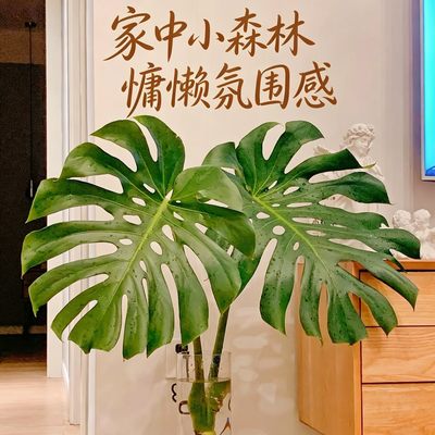 龟背竹水培绿植高颜值低维护海南基地老桩水培带根开背老桩净化空