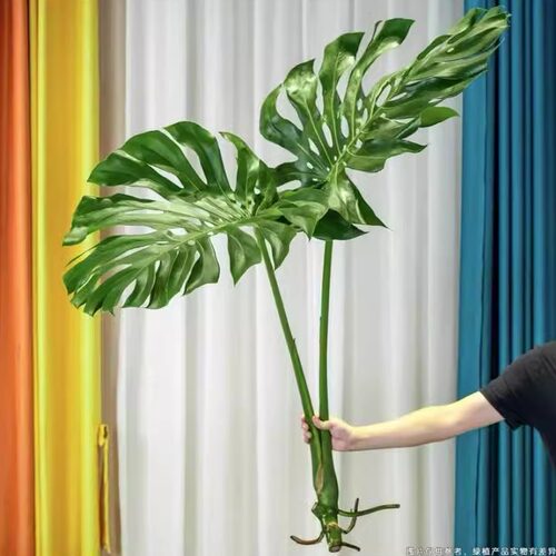 超大龟背竹1.1-1.2米水培绿植高颜值低维护海南基地老桩龟背竹水