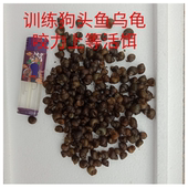 狗头鱼饲料乌龟饲料螺钓鱼脆螺活体鲜活活饵鱼缸除藻小石螺小田螺