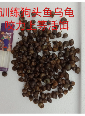 脆螺活饵乌龟饲料石螺田螺