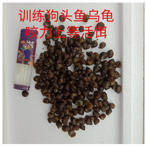 狗头鱼饲料乌龟饲料螺钓鱼脆螺活体鲜活活饵鱼缸除藻小石螺小田螺