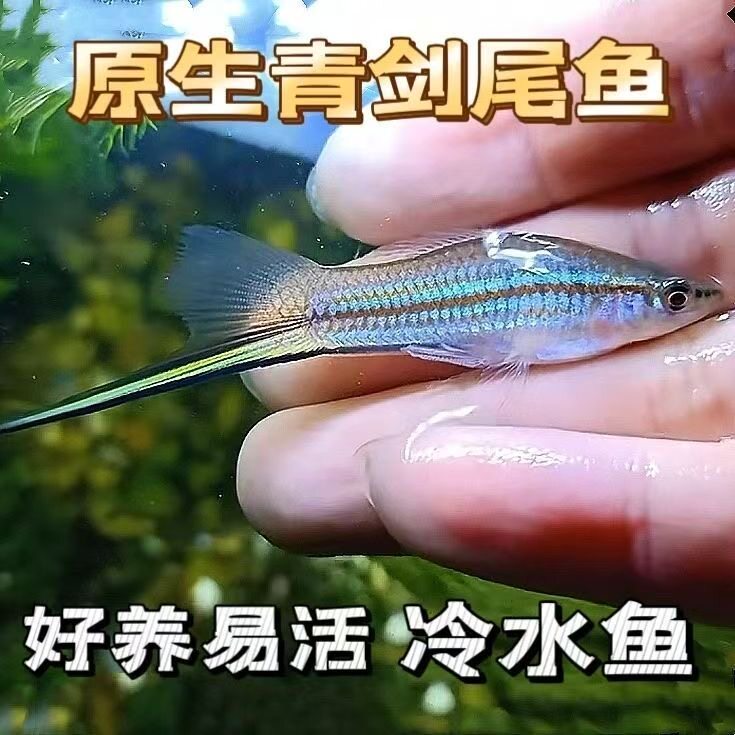 青剑尾鱼原生冷水好养包活稀有
