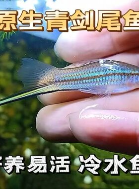 青剑尾鱼原生冷水好养包活稀有