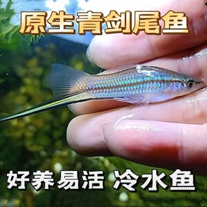 青剑尾鱼原生冷水好养包活稀有