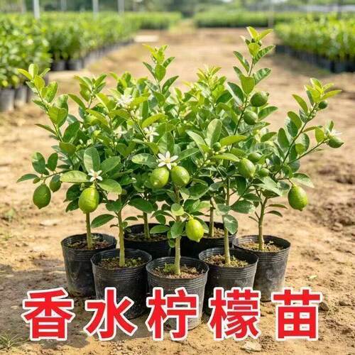正宗香水柠檬树苗带土发货包活