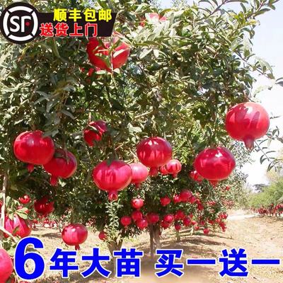 突尼斯软籽石榴树苗庭院当年结果