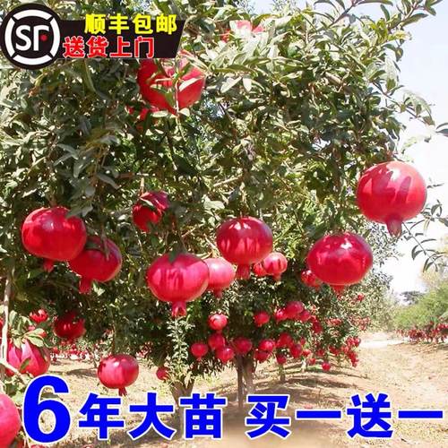 突尼斯软籽石榴树苗庭院当年结果