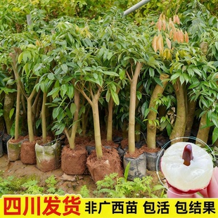 四川荔枝嫁接苗高压荔枝苗冰荔枝妃子笑无核嫁接当年结果矮化无籽