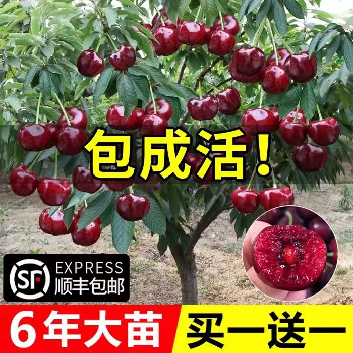 车厘子树苗樱桃树苖南方北方种植盆栽庭院果树矮化樱桃树大樱桃苗 鲜花速递/花卉仿真/绿植园艺 果树 原图主图