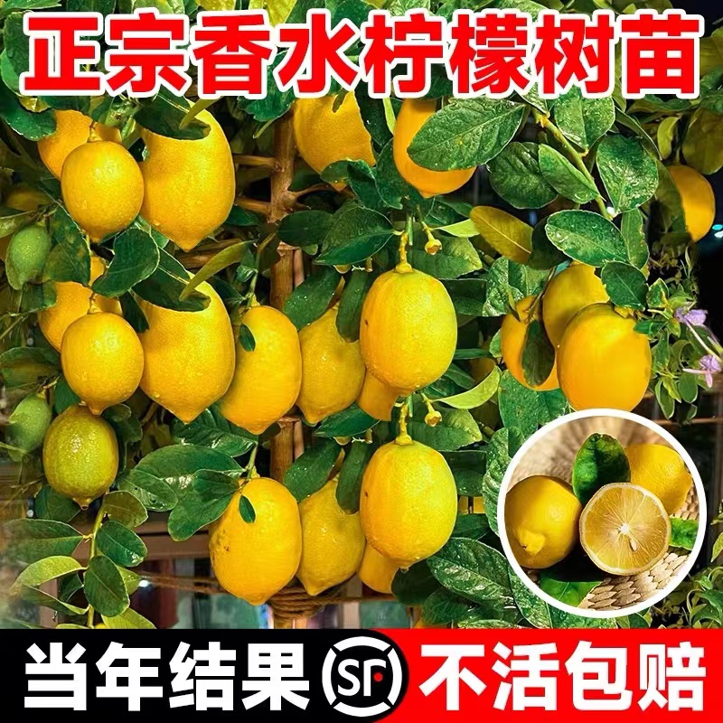 四季香水柠檬树苗当年结果包成活