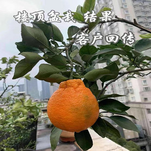 嫁接不知火丑橘树苗丑八怪柑橘果树苗盆栽地栽南北方种植当年结果