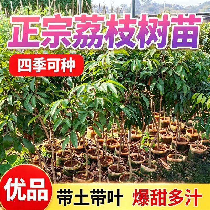 重庆荔枝嫁接苗大树当年结果包活