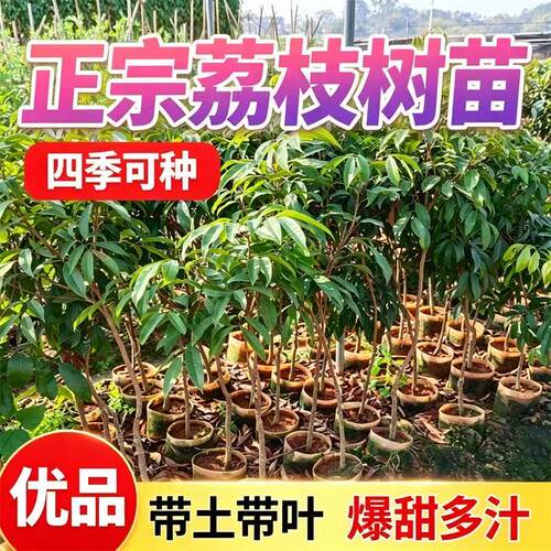 重庆荔枝嫁接苗大树当年结果包活
