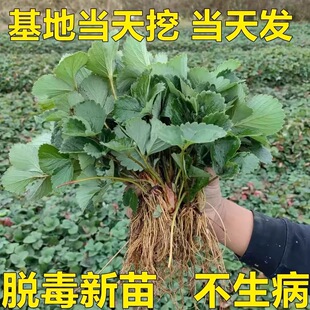 重庆高山露天奶油草莓苗巧克力草莓苗盆栽阳台庭院四季 种植当年结